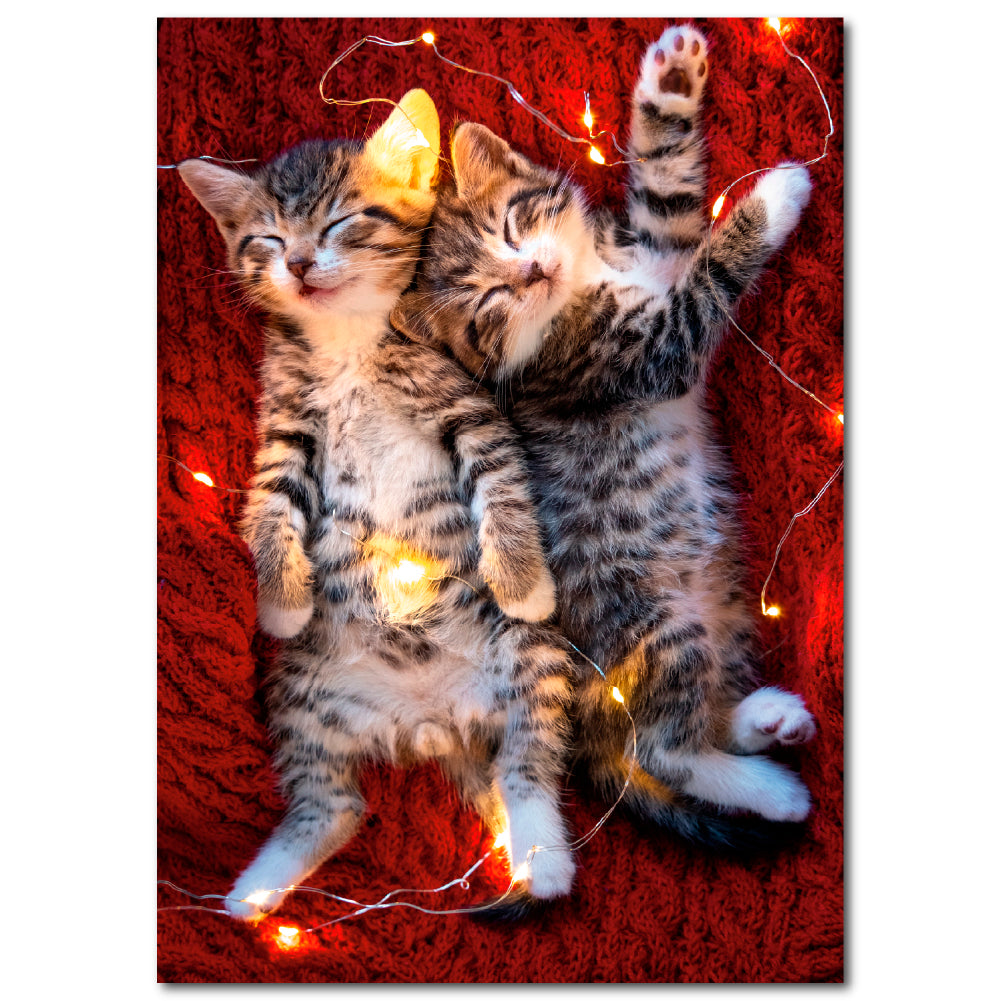 ✨FUNDRAISER!✨ Kittens in Lights Christmas Card for Pup & Cat Co.